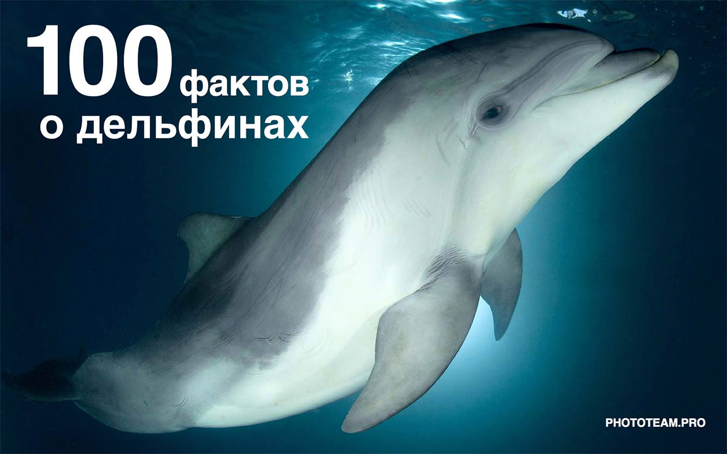Лента киперная: продажа, цена в Минске. текстильные аксессуары от "ООО." Курсы массажа, обучение на массажиста, обучение массажу